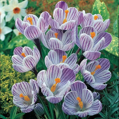 Pickwick Dutch Crocus | American Meadows