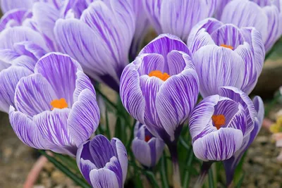 File:Crocus - Pickwick cr.jpg - Wikimedia Commons