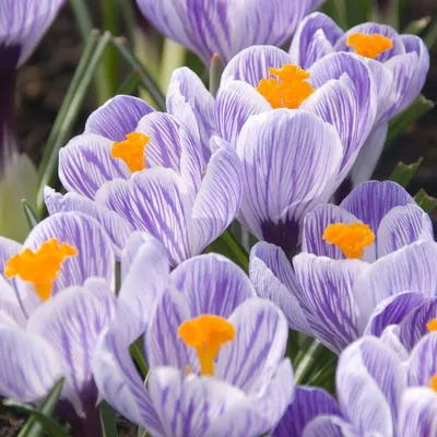 Crocus Vernus 'pickwick' by Adrian Thomas/science Photo Library