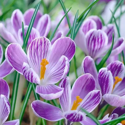 Крокус крупноцветковый Pickwick - Крокус - GardenPlants