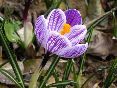Crocus Large Flowering Pickwick - 25 corms - Longfield Gardens