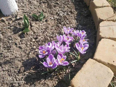 Pickwick Crocus Bulbs | Buy Online | Boston Bulbs
