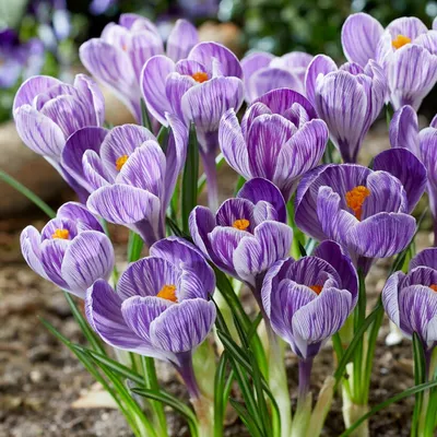 Premium Photo | Bright crocus pickwick and the bees in the spring