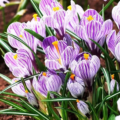 File:Crocus x vernus ' Pickwick' 1.JPG - Wikimedia Commons