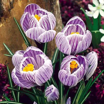 Крокус Pickwick (Пиквик)🌷 - купить луковицы и клубни в Украине |  FLORIUM.UA✓