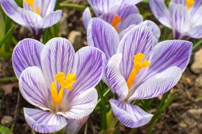 Pickwick Crocus - Flowers And Bulbs | Veseys