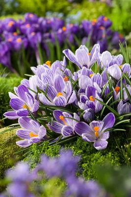 Pickwick Crocus – Pinetree Garden Seeds