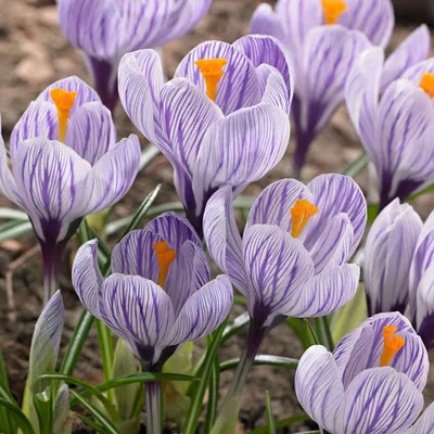 Crocus Krokus Pickwick 10 szt XXL +Gratis cebulki (5901878822280) • Cena,  Opinie • Bulwy, cebulki, kłącza 14372716671 • Allegro