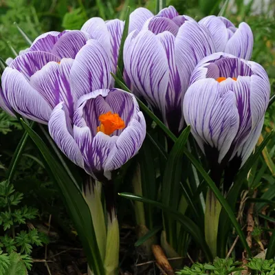 Crocus, Pick Wick (25 bulbs)