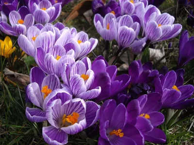 Crocus Pickwick - Flower bulbs x30 - Crocus - Purple / Yellow - FloraStore