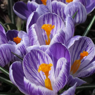 Grootbloemige krokus 'Pickwick' – Bakker.com