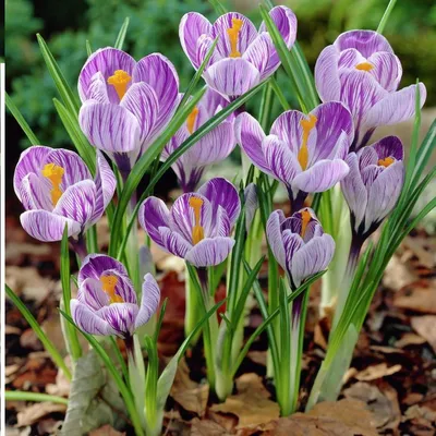 Van Zyverden Crocus Pickwick Dormant Flower Bulbs, Full Sun, Multicolor,  Annual - Walmart.com