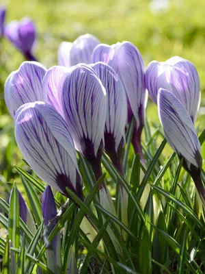 Buy Crocus PICKWICK striped large flowering flower bulbs online | BULBi.nl