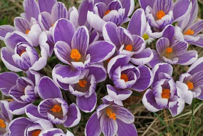File:Crocus x vernus ' Pickwick' 3.JPG - Wikimedia Commons