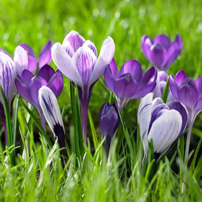 Crocus Pickwick | Order Your Top Quality Crocus Online at DutchGrown™
