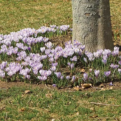 Crocus Pickwick - Flower bulbs x30 - Crocus - Purple / Yellow - FloraStore