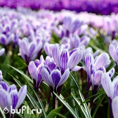 Krokus 'Pickwick striped large flowering' 10 ks - Jahodárna Brozany