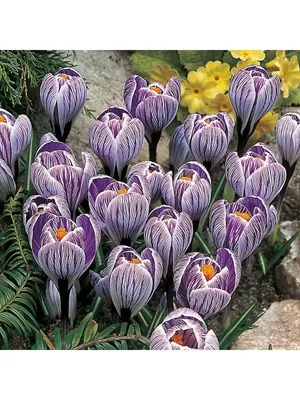 Crocus Pickwick - 15 Bulbs - Sugar Creek Gardens