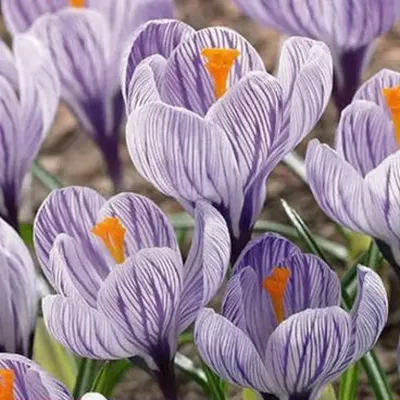 Tesselaar - Dutch Crocus 'Pickwick' is a beauty. 🐝Did you know, Crocus can  act as bee hotels? In the early days of winter, bees have been known to  shelter in the safe