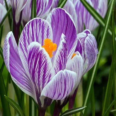 Crocus vernus 'Pickwick' | White Flower Farm