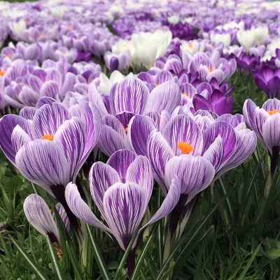Crocus Pickwick | Order Your Top Quality Crocus Online at DutchGrown™