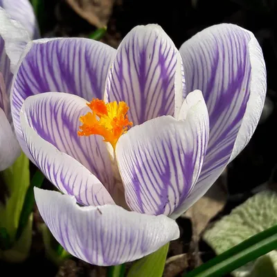 Crocus Large Flowering 'Pickwick' - Ruigrok Flowerbulbs