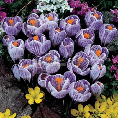 Крокус Пиквик (Crocus Pickwick) - Луковицы крокусов - купить недорого  Крокусы в Москве в интернет-магазине Сад вашей мечты