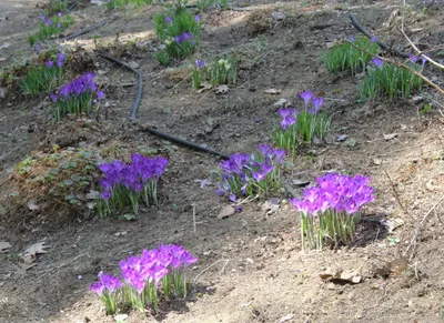 Dutch Large Flowering Crocus \"Pickwick\" Fall-Planted Flower Bulbs – Hudson  Valley Seed Company