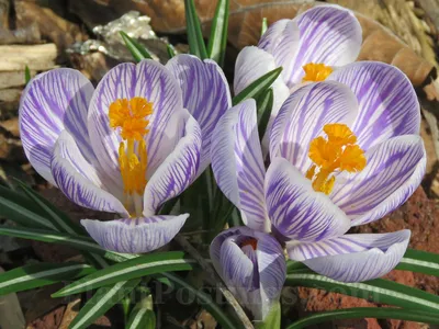 Soft Violet Crocus Vernus Bulbs For Sale | King of the Striped – Easy To  Grow Bulbs