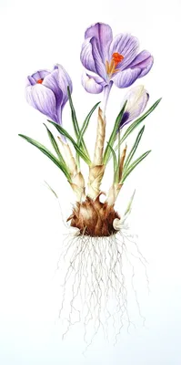 Crocus Pickwick - Flower bulbs x30 - Crocus - Purple / Yellow - FloraStore