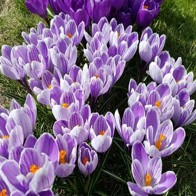 Spring crocus (Crocus vernus) 'Pickwick', flowers Stock Photo - Alamy