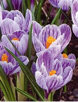 Crocus Pickwick blooming in my garden. Multiplies, but not… | Flickr