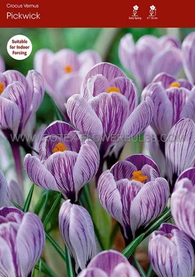 Pickwick Dutch Crocus | American Meadows