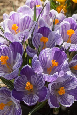 Crocus vernus 'Pickwick' | Jean's Garden