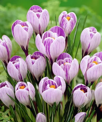 CROCUS 'PICKWICK' 9/10 CM. (15 PKGS.X 10) | Rotex Flowerbulbs BV