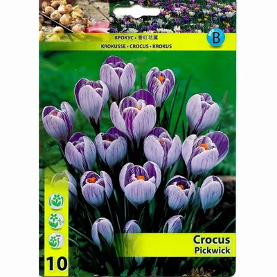 Crocus vernus “Pickwick”