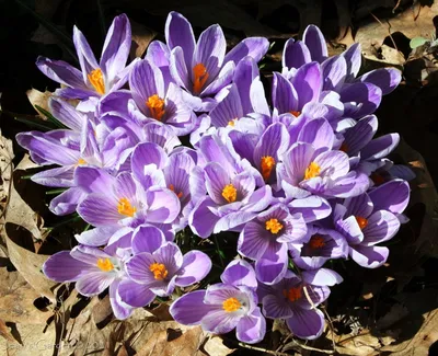 crocus vernus 'pickwick' | PlantPostings | Flickr
