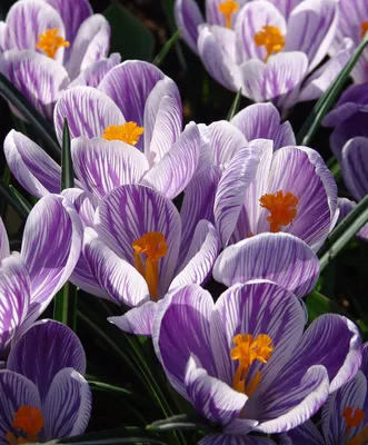 Crocus Pickwick, | Botanical drawings, Botanical illustration, Botanical art