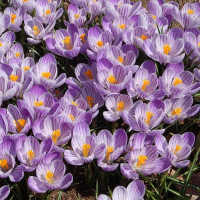 Krokus wielkokwiatowy Pickwick 10szt - Ecebule
