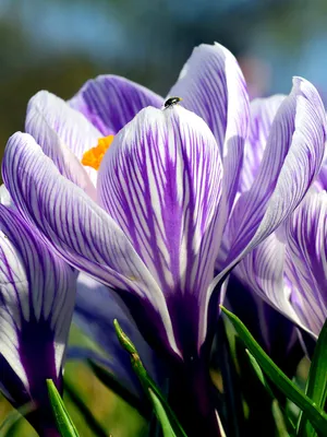 Crocus Pickwick | Bluestone Perennials