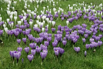 Van Zyverden Crocus Pickwick Dormant Flower Bulbs, Full Sun, Multicolor,  Annual - Walmart.com