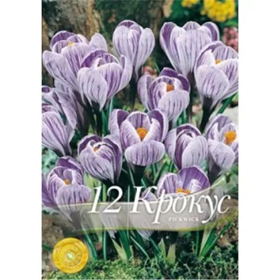 CROCUS 'PICKWICK' 9/10 CM. (15 PKGS.X 10) | Rotex Flowerbulbs BV