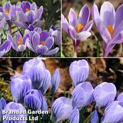 Crocus vernus Pickwick | Avon Bulbs