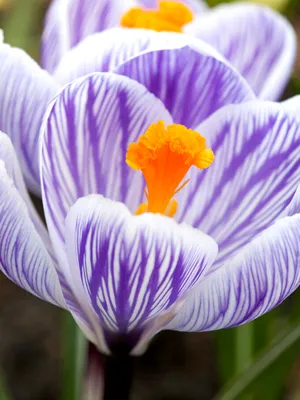 Purple and white striped pickwick crocus flower close up. Beautiful floral  background Stock Photo - Alamy