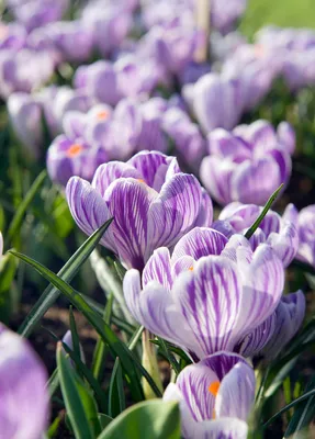 Crocus vernus 'Pickwick' | Jean's Garden