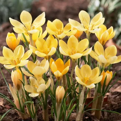 Crocus Romance | Bluestone Perennials