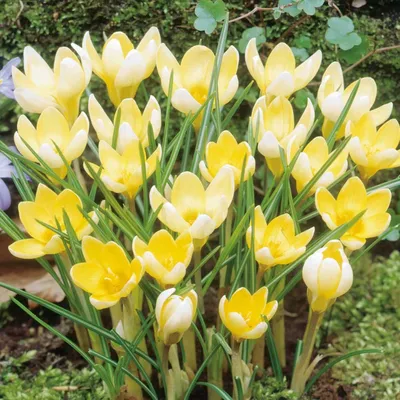 14036 Crocus chrysanthus 'Romance'
