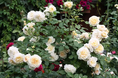 Крокус Роуз (Crocus Rose)