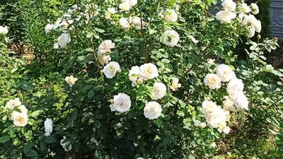 Галерея - Crocus Rose® (AUSquest, City of Timaru, Emanuel) - Энциклопедия  роз