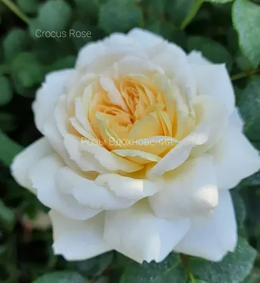 Роза Крокус Роуз (Crocus Rose) Анг.: саженцы роз, более 400 сортов роз,  розы в контейнере, питомник саженцев роз, розы от производителя. доставка  по всей Украине. качественные саженцы, рассада и саженцы цветов от \"